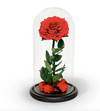 Large Preserved Rose in Glass Dome